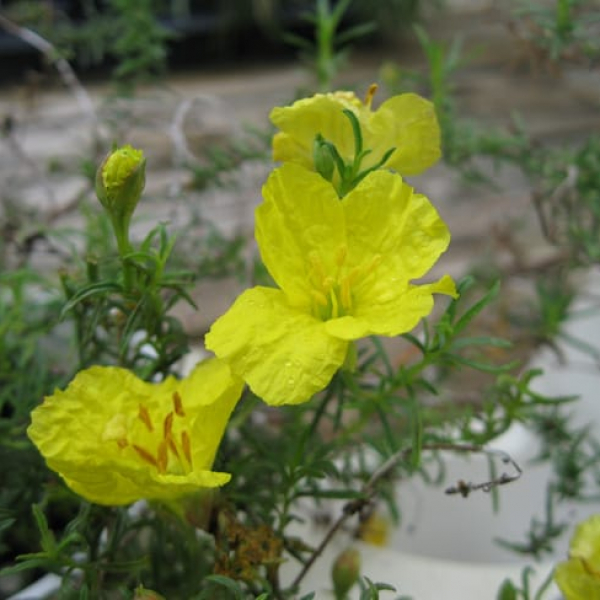Sundrops | Garden Style San Antonio