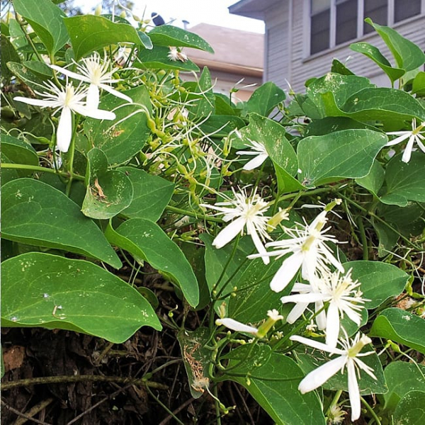 1488833304autumn-clematis-clematis-sp-20121027-detail.jpg