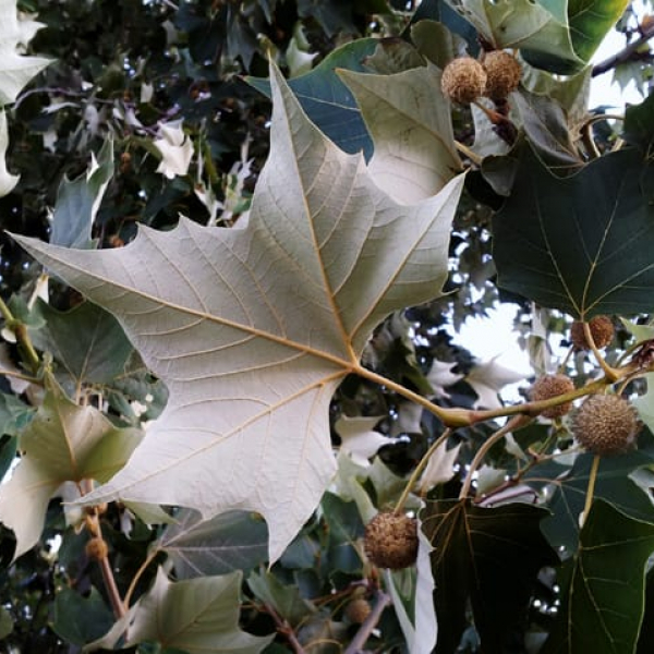 1488833715Sycamore-Mexican-Platanus-mexicanus-leaf-20120911-detail.jpg