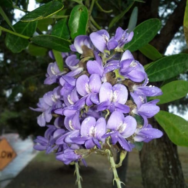 1488834826Texas-Mountain-laurel-Sophora-secundiflora-detail-flower-closeup.jpg