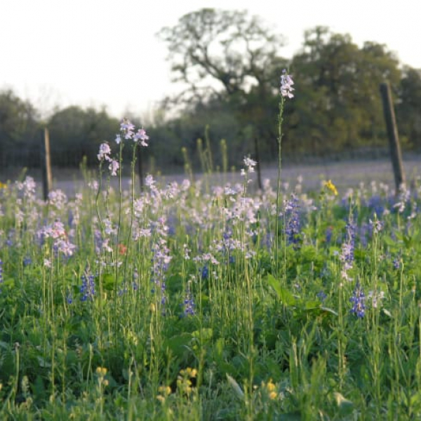 1488837635Toadflax-Linaria-maroccana-form4.jpg