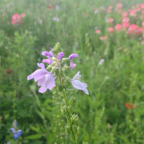 1488837648Toadflax-Linaria-maroccana-bloom-detail2.jpg