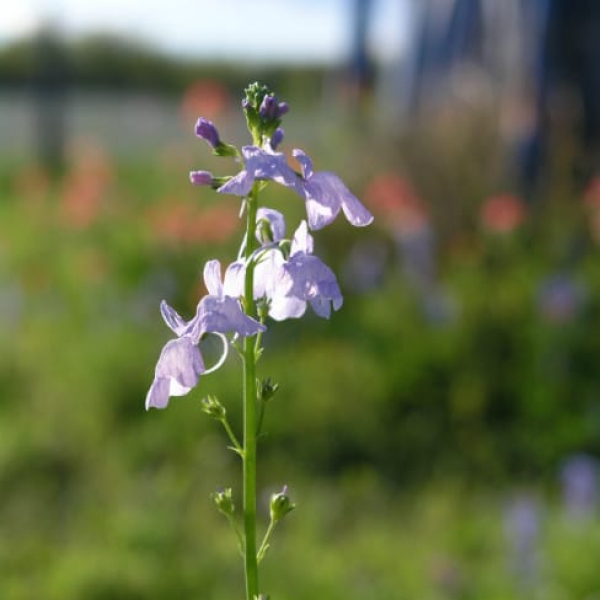 1488837650Toadflax-Linaria-maroccana-bloom-detail.jpg