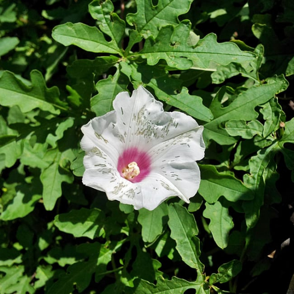1488838210alamo-vine-merremia-disecta-detail-20121002.jpg