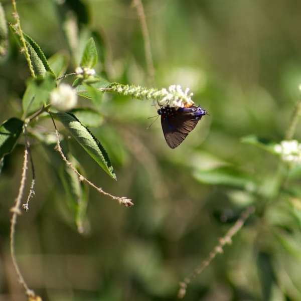 1488838884almond-verbena-aloysia-virgata-detail-giant-purple-hairstreak.jpg