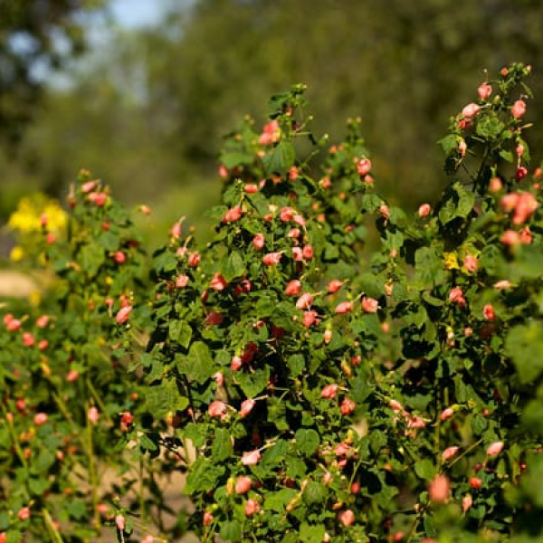 1488839523turks-cap-pink-malvaviscus-x-form.jpg