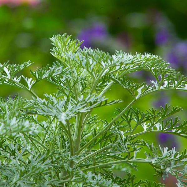 1488905457artemisia-powis-castle-artemisia-x-detail.jpg