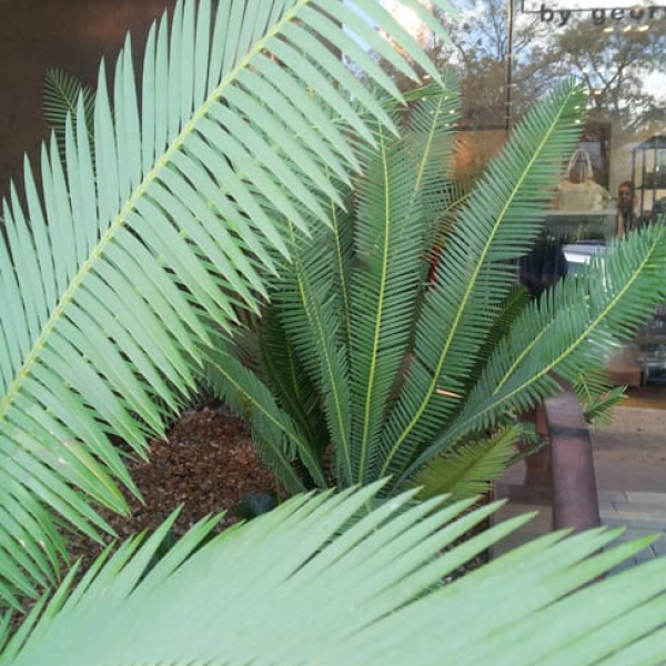 1488906480coontie-dioon-edule-detail.jpg