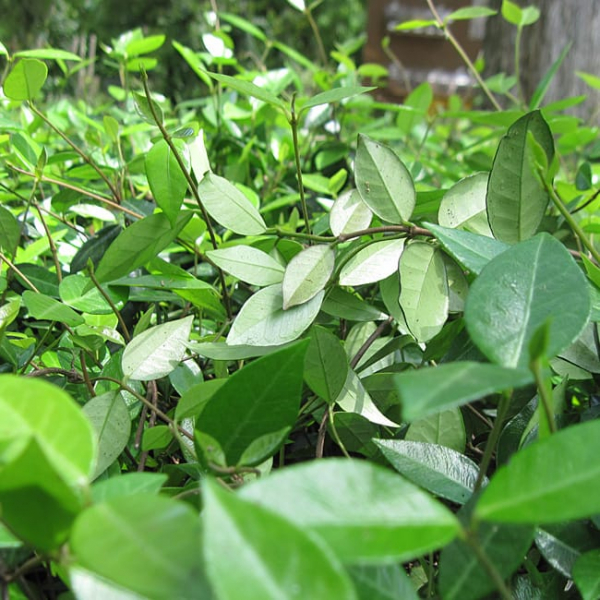 1488907165asiatic-jasmine-trachelospermum-detail.jpg