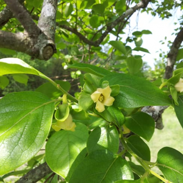 1488908633Persimmon-Asian-Diospyros-kaki-detail-flowering.jpg