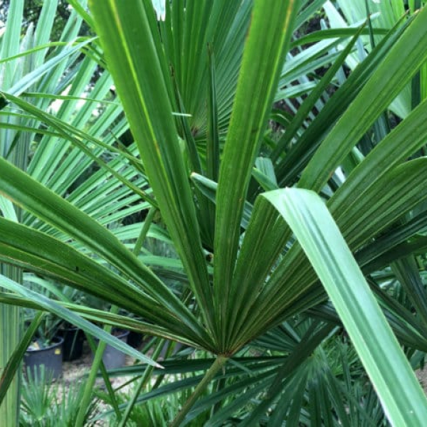 1488910045Windmill-palm-Trachycarpus-fortuneii-detail-leaf-blades-folding.jpg