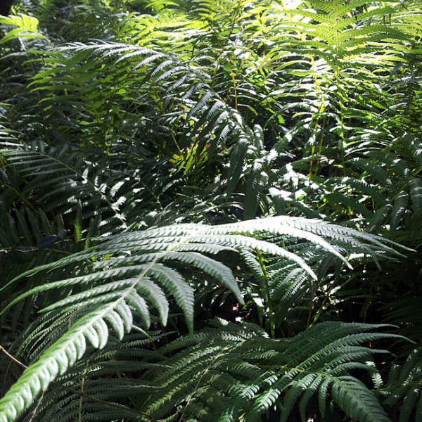 1488910210Autumn-Fern-Dryopteris-erythrosora-detail-leaf.jpg