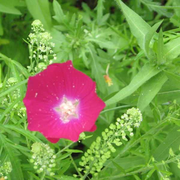 1488911383Winecups-Callirhoe-digitata-flower-detail.JPG