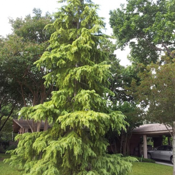 1488913608Deodar-Cedar-Cedrus-deodar-form.jpg