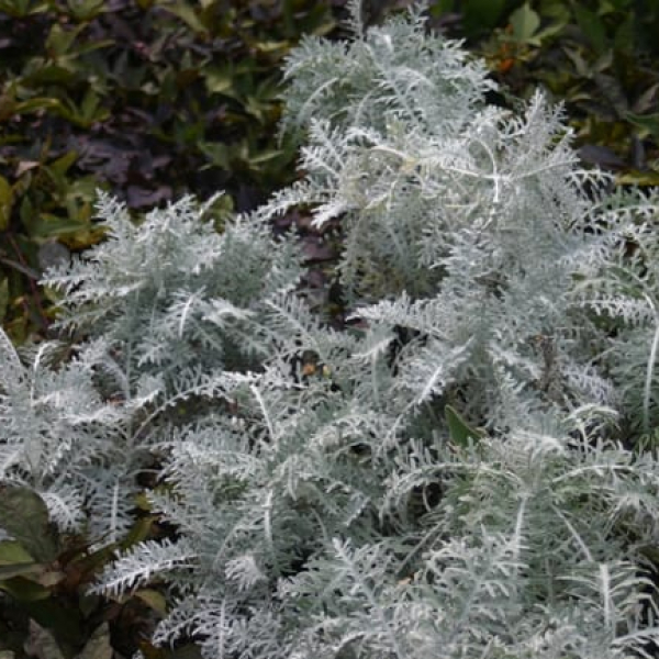 1488914802Dusty-Miller-Jacobaea-maritima-form.jpg