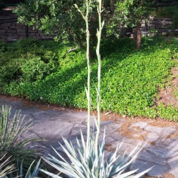Paleleaf Yucca Garden Style San Antonio