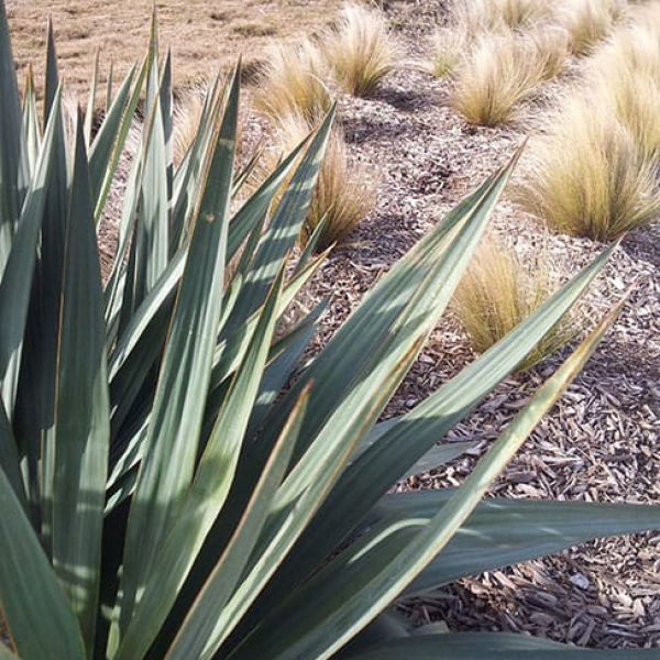 Paleleaf Yucca Garden Style San Antonio