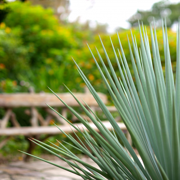 1488917488Yucca-Spanish-dagger-SABG-old-fashioned-jr-IMG_2452.jpg