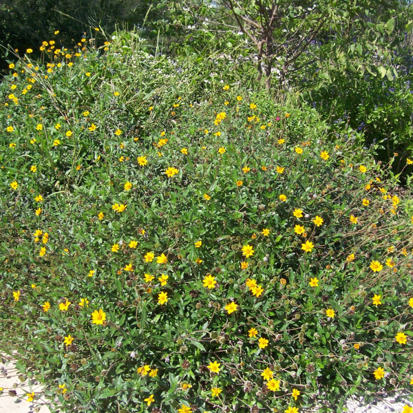 1488922167Wedelia.jpg