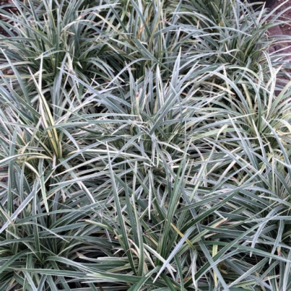 1488923321Aztec-Grass-Liriope-muscari-form.jpg