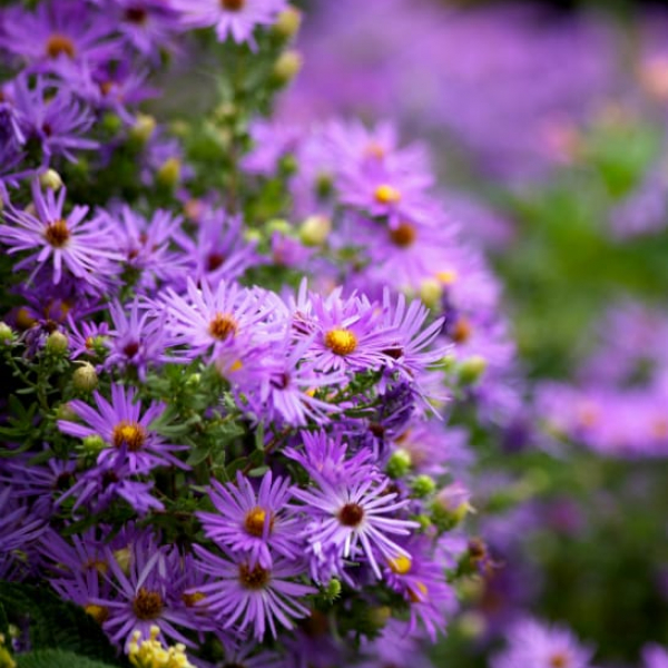 1488975077Fall-aster-Symphyotrichum-oblongifolium-detail.jpg