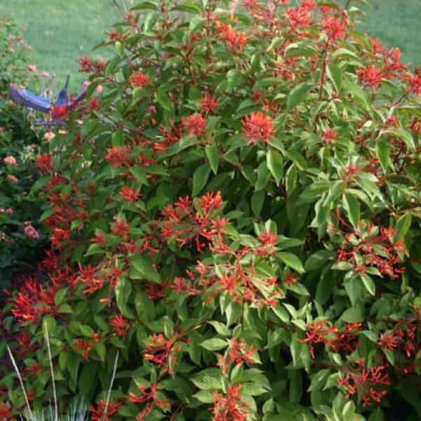 1488980477Firebush-Hamelia-patens-form.jpg