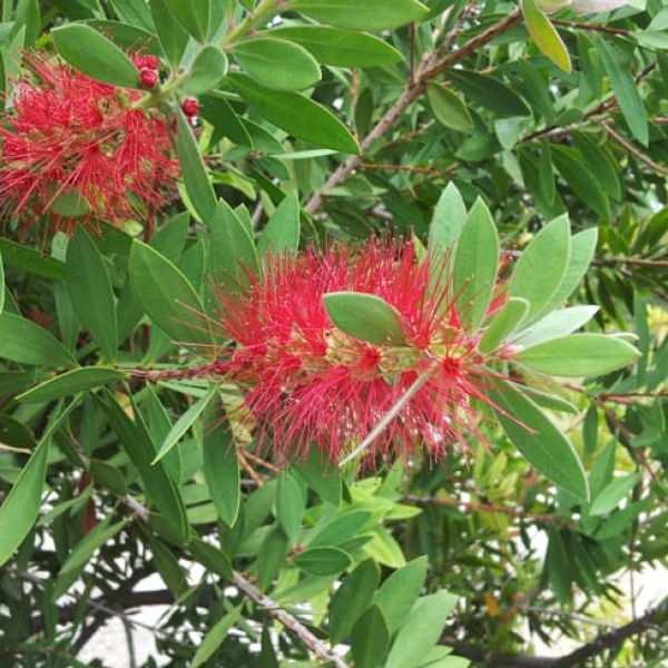 1488986818Bottlebrush-Callistemon-citrinus-detail-9-2014.jpg