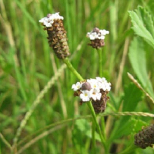 1488987909FROGFRUIT-phyla-incisa-form2.jpg
