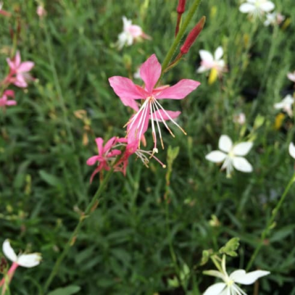 1488988373Gaura-Gaura-lindheimeri-detail-flowering-May-2015.jpg
