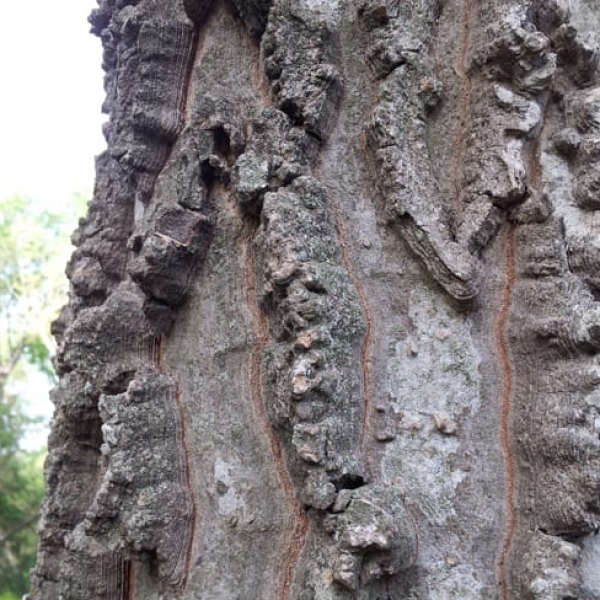 1488988854Hackberry-sugar-Celtis-laevigata-Detail-bark-Salado-Creek.jpg
