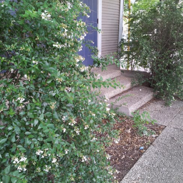 1488989419Glossy-abelia-Abelia-grandiflora-form-dooryard-Monte-Vista.jpg