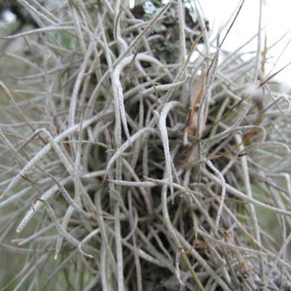 1488990498Ball-Moss-Tillandsia-recurvata-detail2.jpg