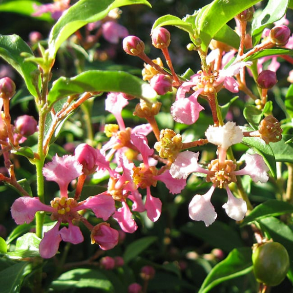 1488990653Barbados-Cherry-malpighia-glabra-flowers.jpg