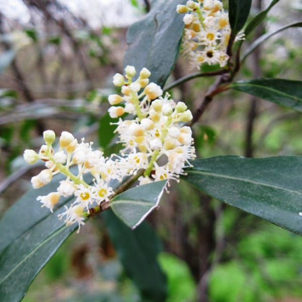 1488991410cherry-laurel-laurus-caroliniana-detail.jpg