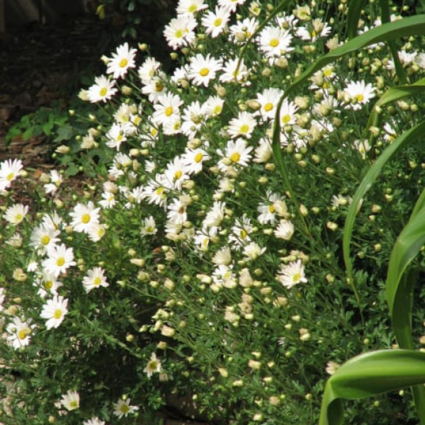1488992009chrysanthemum-dendranthema-x-form.jpg