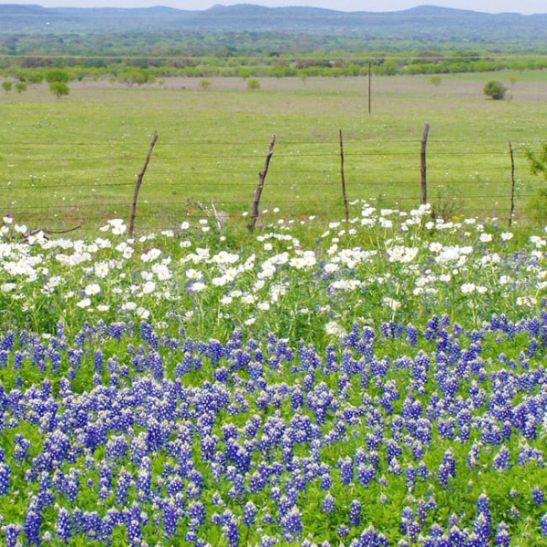 1488996477Bluebonnets-Lupinus-texensis-landscape-with-Prickly-Poppy.jpg