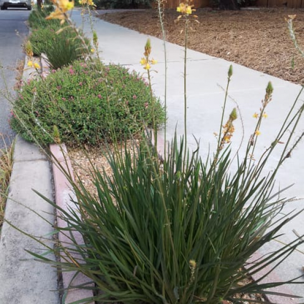 1488997387Bulbine-Bulbine-frutescens-form-July-2014.jpg