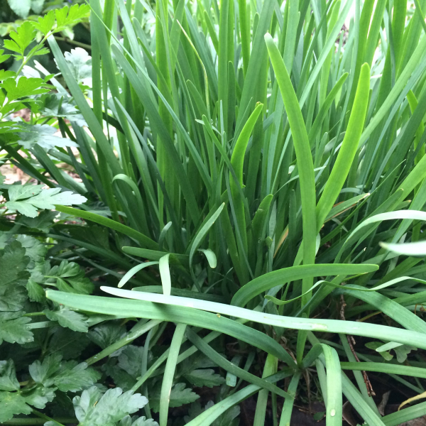1488997663Chives-Allium-schoenoprasum-detail.JPG
