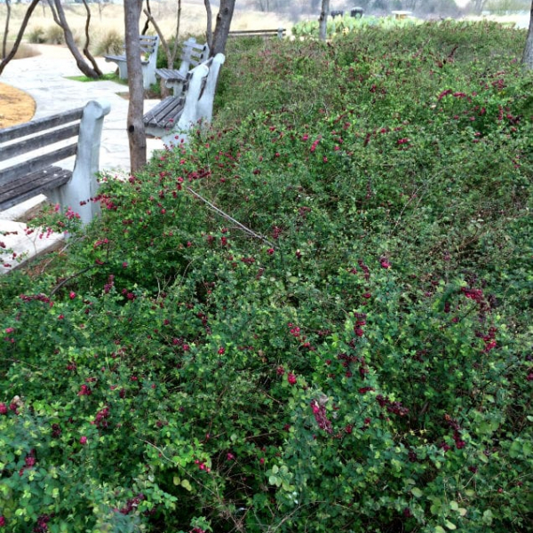 1488998781Coralberry-Symphoricarpos-orbiculatus-form-park-bench-February.jpg