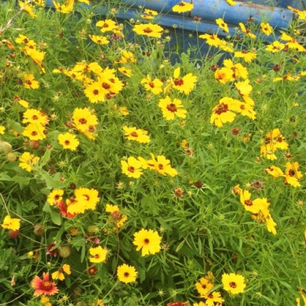 1488998911Tickseed-Coreopsis-lanceolata-form4.jpg