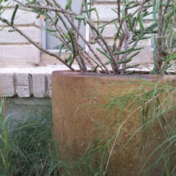 1489003601Pencil-Cactus-Cylindropuntia-leptocaulis-form.jpg