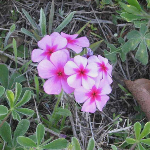 1489003787Phlox-Phlox-drummondii-ssp-mcallisteri-detail.jpg