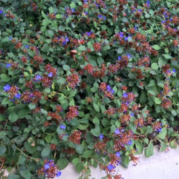 1489004103dwarf-plumbago-form-detail.jpg