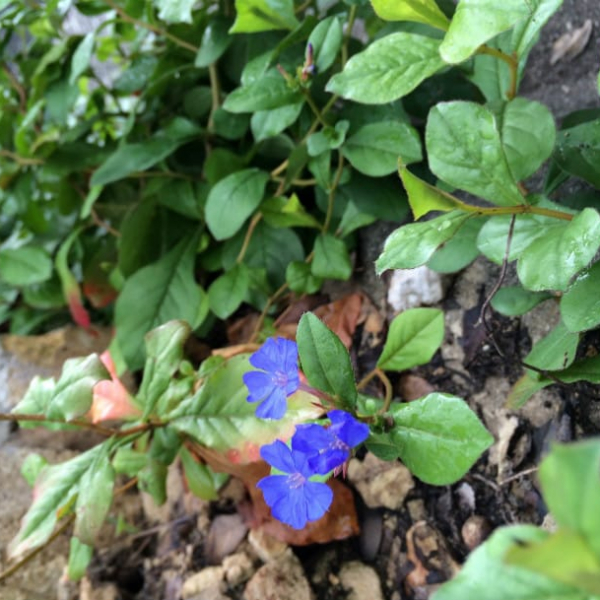 1489004107Plumbago-Dwarf-Ceratostigma-plumbaginoides-detail.jpg