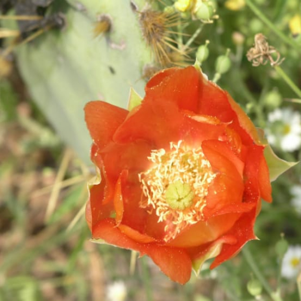 1489004553Prickly-Pear-Opuntia-lindheimeri-orange-detail.jpg