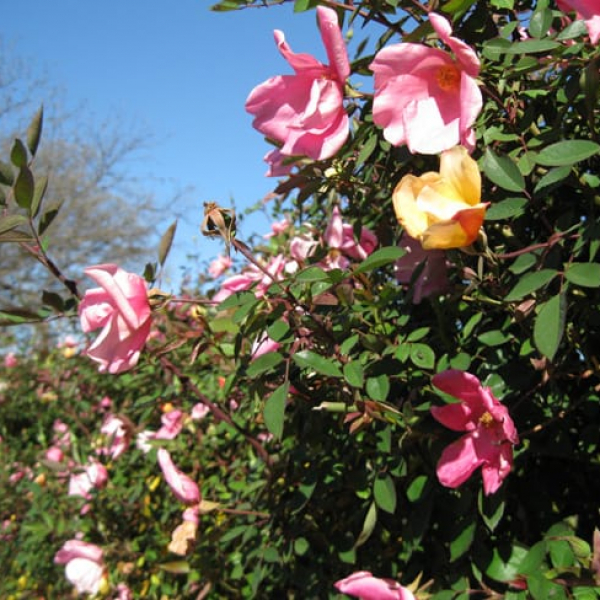 Rose Garden San Antonio