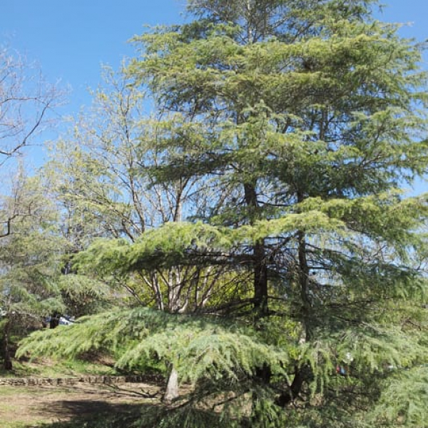 1489010511Deodar-cedar-Cedrus-deodara-form-sunken-garden.jpg
