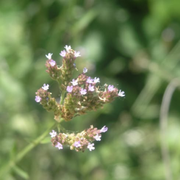 1489061181Low-Verbena-Glandularia-pumila-flower.jpg