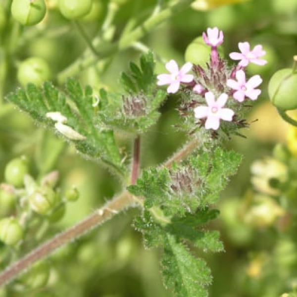 1489061185Low-Verbena-Glandularia-pumila-flower-detail.jpg