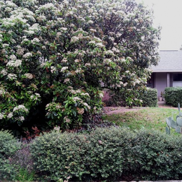 Laurel Viburnum | Garden Style San Antonio